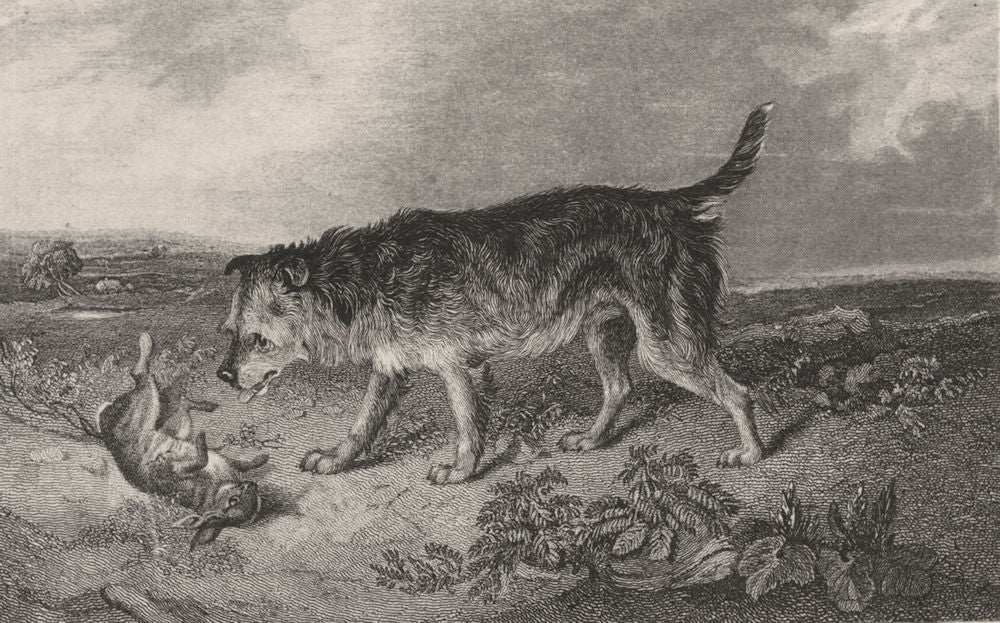 DOGS. Terrier and Rabbit (Edward Jesse) 1888 old antique vintage print picture